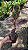FICUS RUBY (Ficus elastica 'Ruby') - Pote 17 - Imagem 6