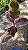 FICUS RUBY (Ficus elastica 'Ruby') - Pote 17 - Imagem 5