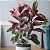 Ficus Elástica Ruby - P17 - Imagem 1