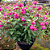 BRINCO DE PRINCESA PENDENTE - C21 (Fuchsia hybrida) - Imagem 1