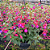 BRINCO DE PRINCESA PENDENTE - C21 (Fuchsia hybrida) - Imagem 2