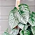 FILODENDRO FOLHA DE PRATA (Philodendron sodiroi) - Cuia 13 - Imagem 3