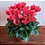 CYCLAMEN CORES (Cyclamen persicum) - Pote 15 - Imagem 2