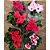 CYCLAMEN CORES (Cyclamen persicum) - Pote 15 - Imagem 4