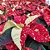 POINSETTIA GLITTER - P15 - Imagem 3