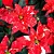 POINSETTIA GLITTER - P15 - Imagem 1