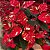 POINSETTIA GLITTER - P15 - Imagem 2