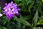 VERBENA ou CAMARADINHA (Verbena hybrida) - Imagem 6