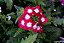 VERBENA ou CAMARADINHA (Verbena hybrida) - Imagem 4