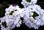 VERBENA ou CAMARADINHA (Verbena hybrida) - Imagem 5