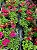 VERBENA ou CAMARADINHA (Verbena hybrida) - Pote 11 - Imagem 3