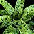BROMÉLIA Aechmea Correia Araujoi - Pote 15 - Imagem 1