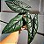 Alocasia scalprum - Pote 12 - Imagem 1