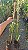 ACEROLA GIGANTE OKINAWA (Malpighia punicifolia) - Muda Enxertada com 70 cm - Imagem 3