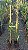 ACEROLA GIGANTE OKINAWA (Malpighia punicifolia) - Muda Enxertada com 70 cm - Imagem 2