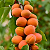 DAMASCO (Prunus armeniaca) - Muda Enxertada com 1 metro - Imagem 1