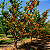 DAMASCO (Prunus armeniaca) - Muda Enxertada com 1 metro - Imagem 3