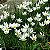 LÍRIO DO VENTO ou ZEFIRANTES (Zephyranthes candida) - Imagem 3