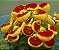 SAPATINHO DE VÊNUS (Calceolaria x herbeohybrida) - Pote 15 - Imagem 3