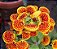SAPATINHO DE VÊNUS (Calceolaria x herbeohybrida) - Pote 15 - Imagem 2