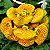 SAPATINHO DE VÊNUS (Calceolaria x herbeohybrida) - Pote 15 - Imagem 1