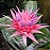 BROMÉLIA PRATEADA (Aechmea fasciata) - Pote 17 - Imagem 1