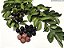ARAÇÁ ROXO ou UNA (Psidium myrtoides) - Muda com até 80 cm - Imagem 5
