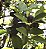 ARAÇÁ ROXO ou UNA (Psidium myrtoides) - Muda com até 80 cm - Imagem 4