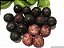 ARAÇÁ ROXO (Psidium myrtoides) - Muda com até 80 cm - Imagem 1