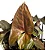 SINGÔNIO CHOCOLATE (Syngonium podophyllum 'Bronze') - Pote 11 - Imagem 2