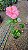 HIBISCO HAVAIANO FLOR GRANDE - Pote 17 - Imagem 2