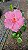 HIBISCO HAVAIANO FLOR GRANDE - Pote 17 - Imagem 3