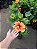 HIBISCO HAVAIANO FLOR GRANDE - Pote 17 - Imagem 4