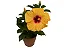 HIBISCO HAVAIANO FLOR GRANDE - Pote 17 - Imagem 2