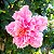 HIBISCO HAVAIANO FLOR GRANDE - Pote 17 - Imagem 4