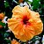 HIBISCO HAVAIANO FLOR GRANDE - Pote 17 - Imagem 1