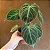 Philodendron 'El Choco Red' - P17 - Imagem 4
