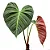 Philodendron 'El Choco Red' - P17 - Imagem 1
