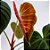 Philodendron 'El Choco Red' - P17 - Imagem 2