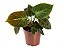 Philodendron 'El Choco Red' - P17 - Imagem 5