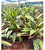 DRACENA KIWI (Cordyline fruticosa 'Kiwi') - Muda com com 60 a 70 cm - Imagem 4
