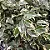 FICUS VARIEGATA TRANÇADO - Pote 20 (Ficus benjamina) - Imagem 1