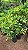 CHEFLERA VARIEGATA (Schefflera arboricola) - Muda com até 70 cm - Imagem 3