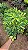 CHEFLERA VARIEGATA (Schefflera arboricola) - Muda com até 70 cm - Imagem 4