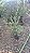 BUXINHO (Buxus sempervirens) - Muda com até 60 cm - Imagem 5