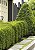 BUXINHO (Buxus sempervirens) - Muda com até 60 cm - Imagem 3