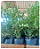 BUXINHO (Buxus sempervirens) - Muda com até 60 cm - Imagem 5