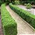 BUXINHO (Buxus sempervirens) - Muda com até 60 cm - Imagem 1