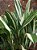 ASPIDISTRA VARIEGATA (Elatior) - Cuia 21 - Imagem 5
