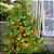 CAPUCHINHA (Tropaeolum majus) - Imagem 3